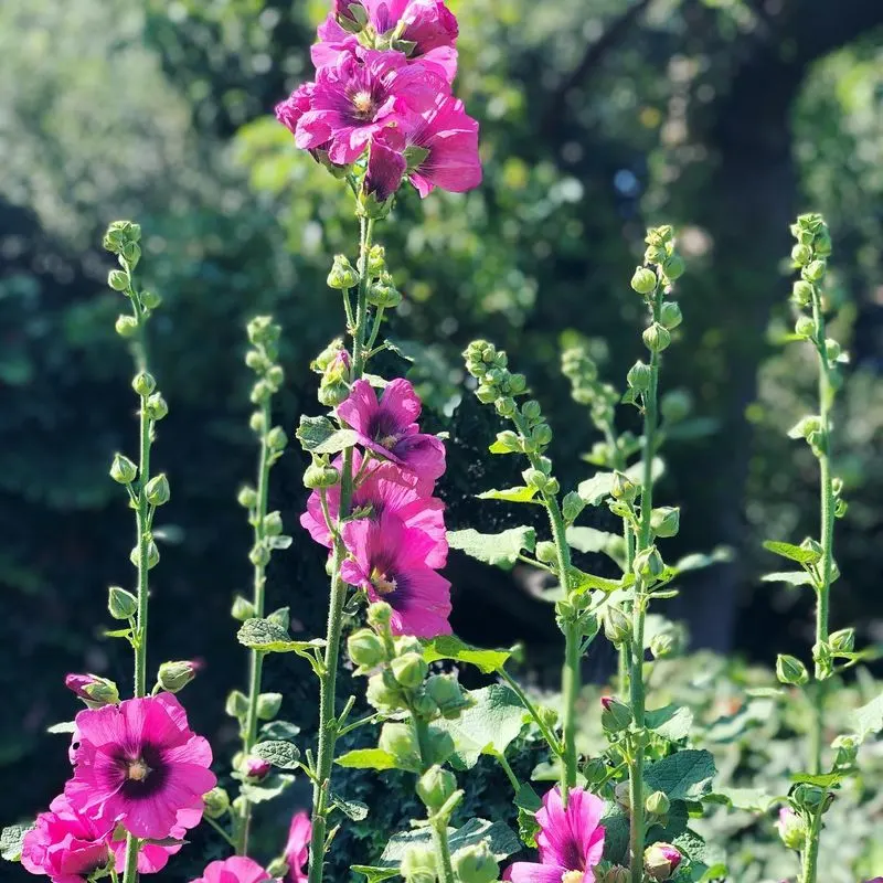 Hollyhock
