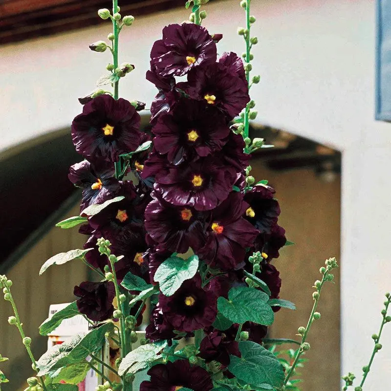Hollyhocks