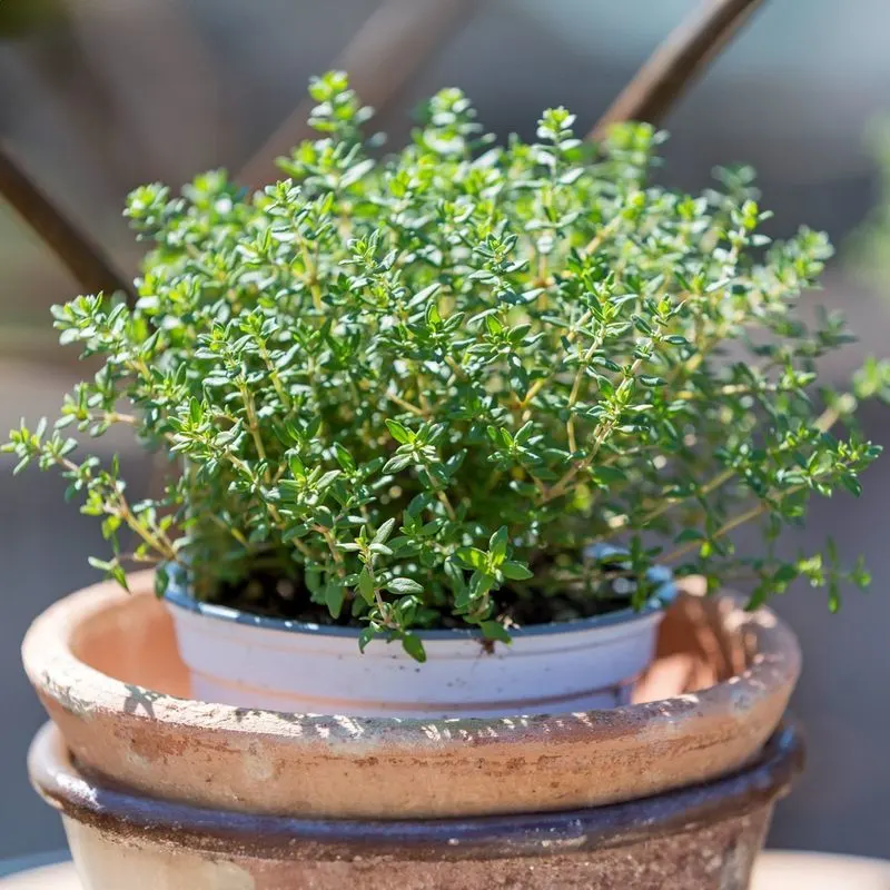 Thyme