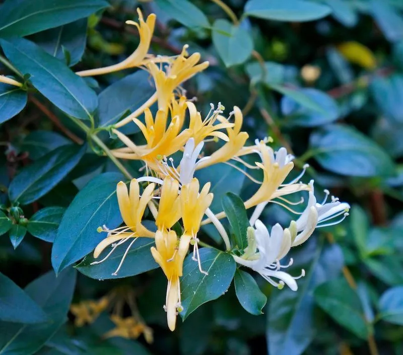 Honeysuckle