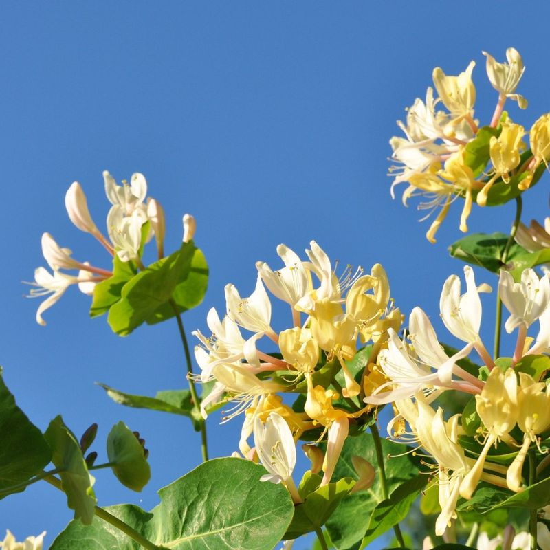 Honeysuckle