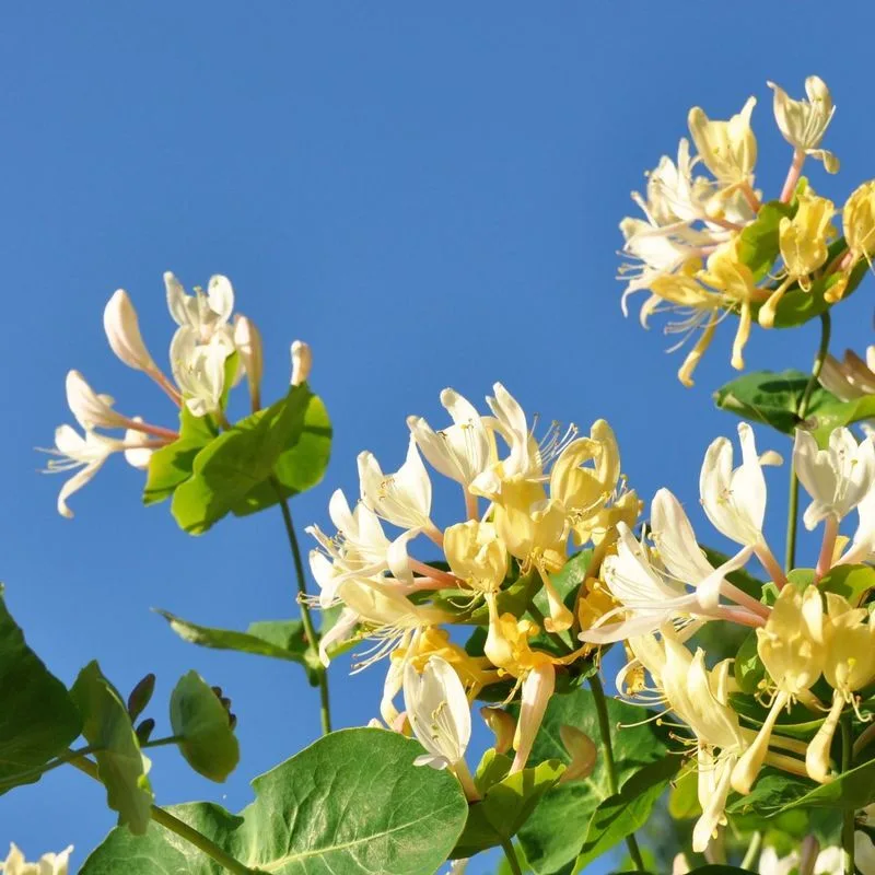 Honeysuckle