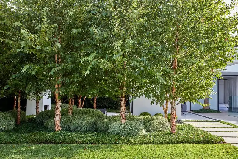 Birch Trees