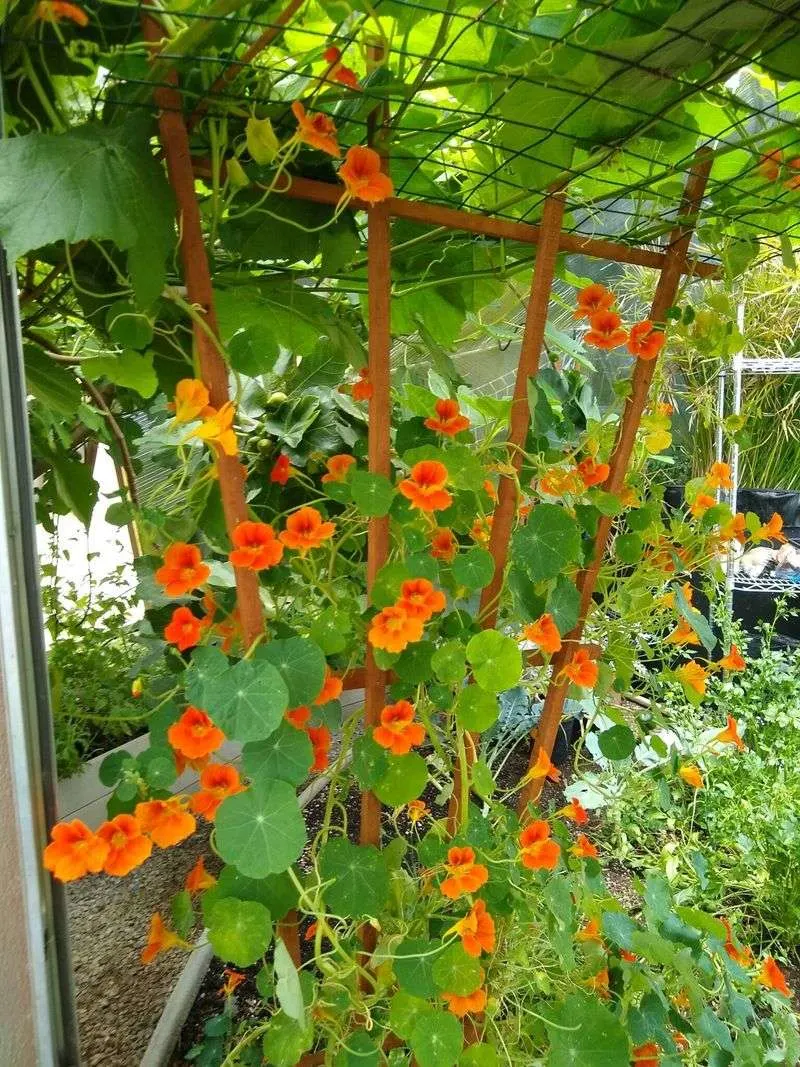 Squash and Nasturtium Canopy
