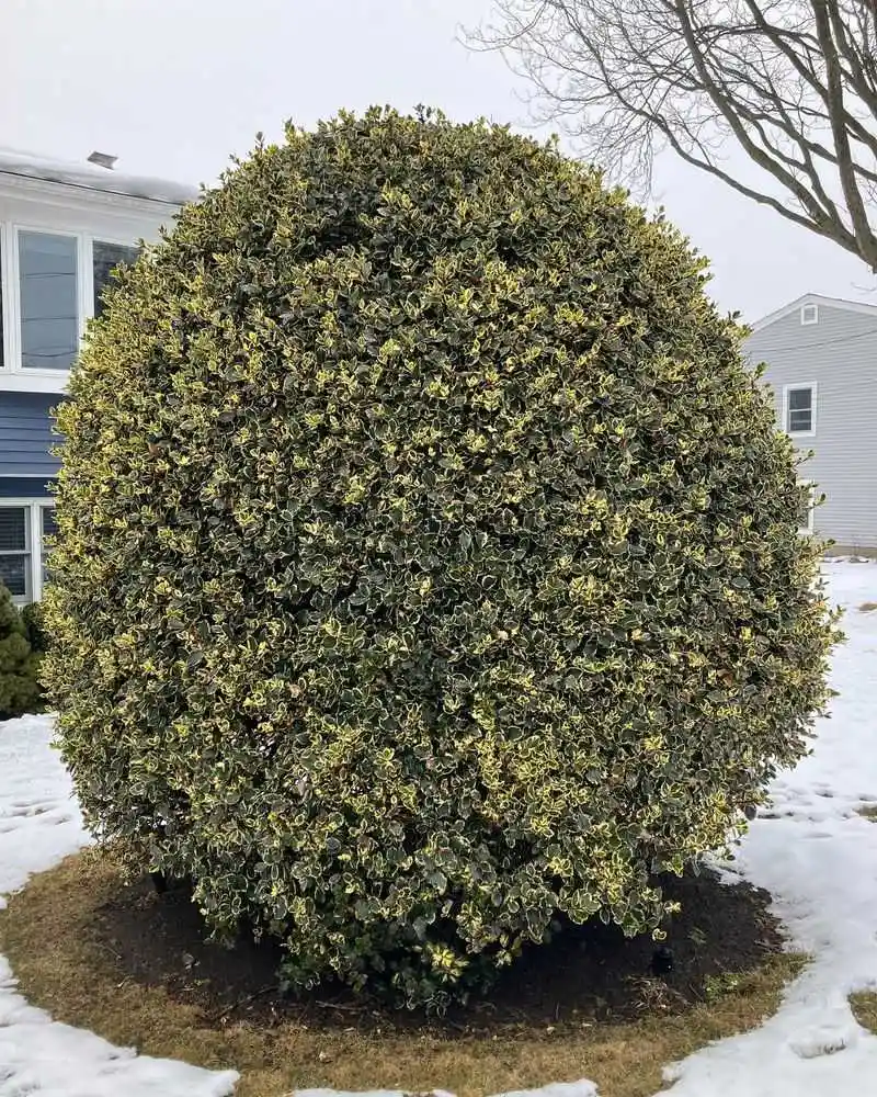 Holly