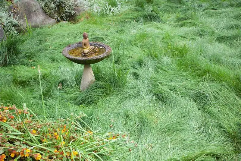 Fescue Grass
