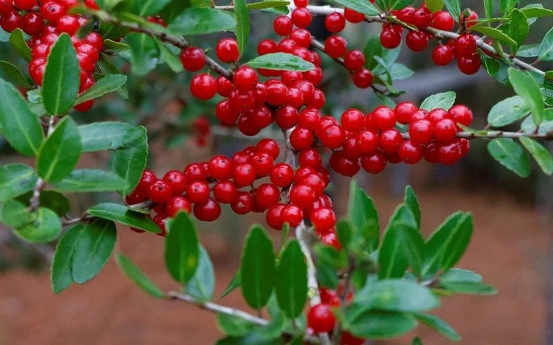 Holly
