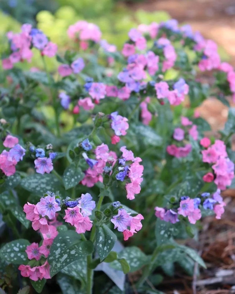 Lungwort