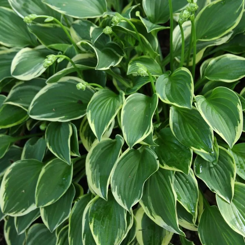 Hosta