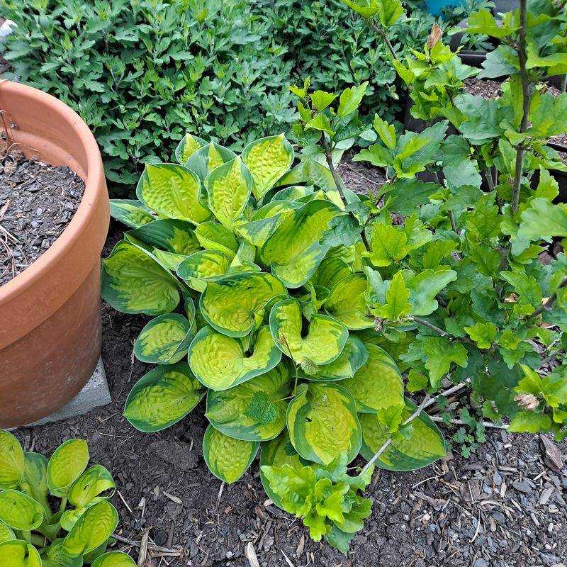 Hosta