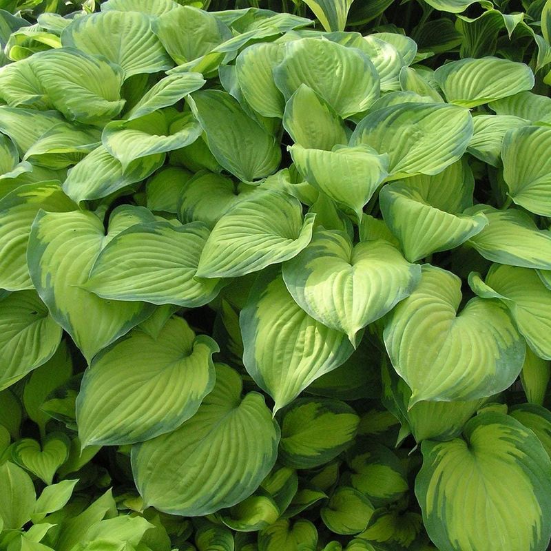 Hosta