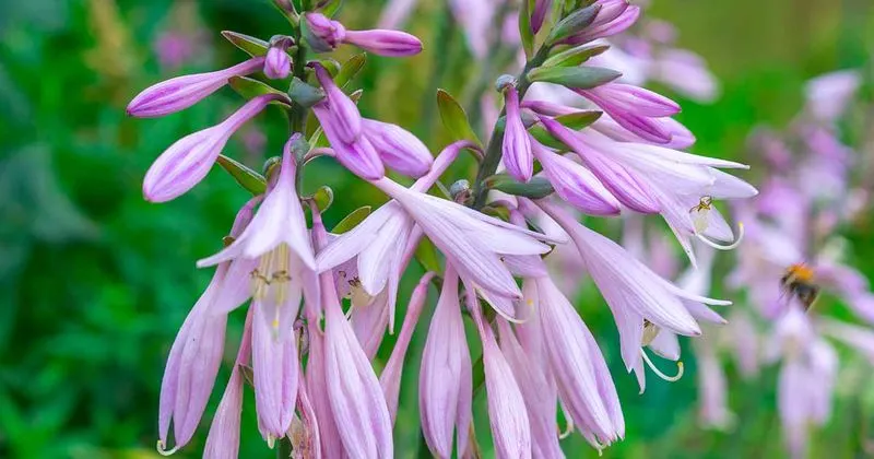 Hosta