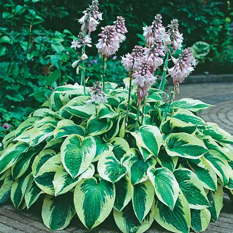 Hosta