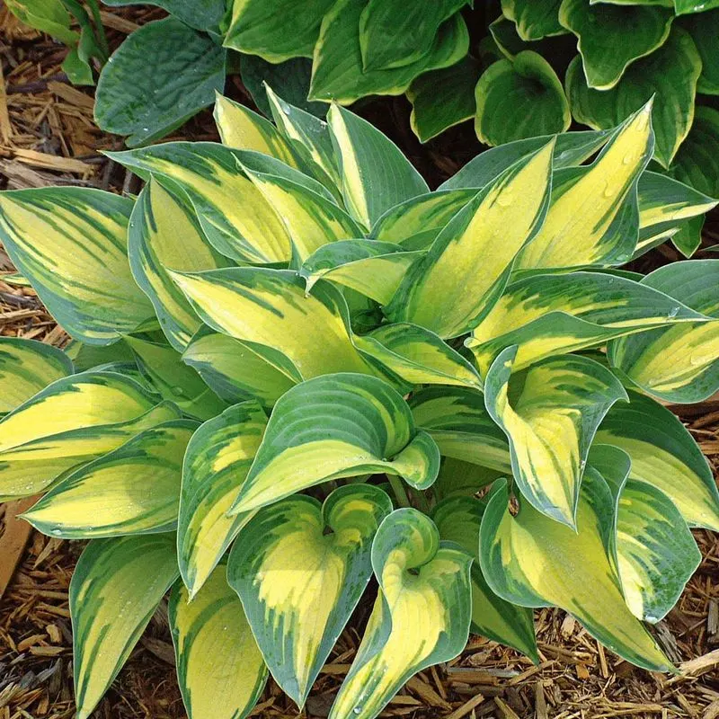 Hosta