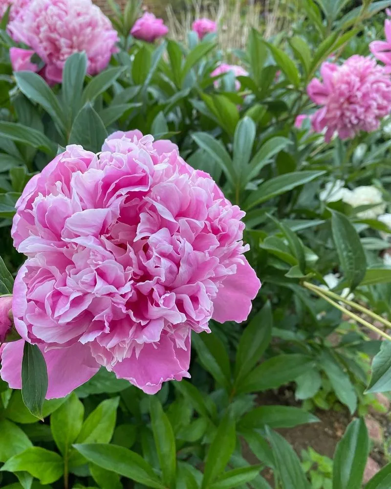 Peonies