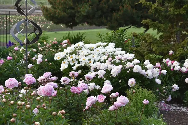 Peonies