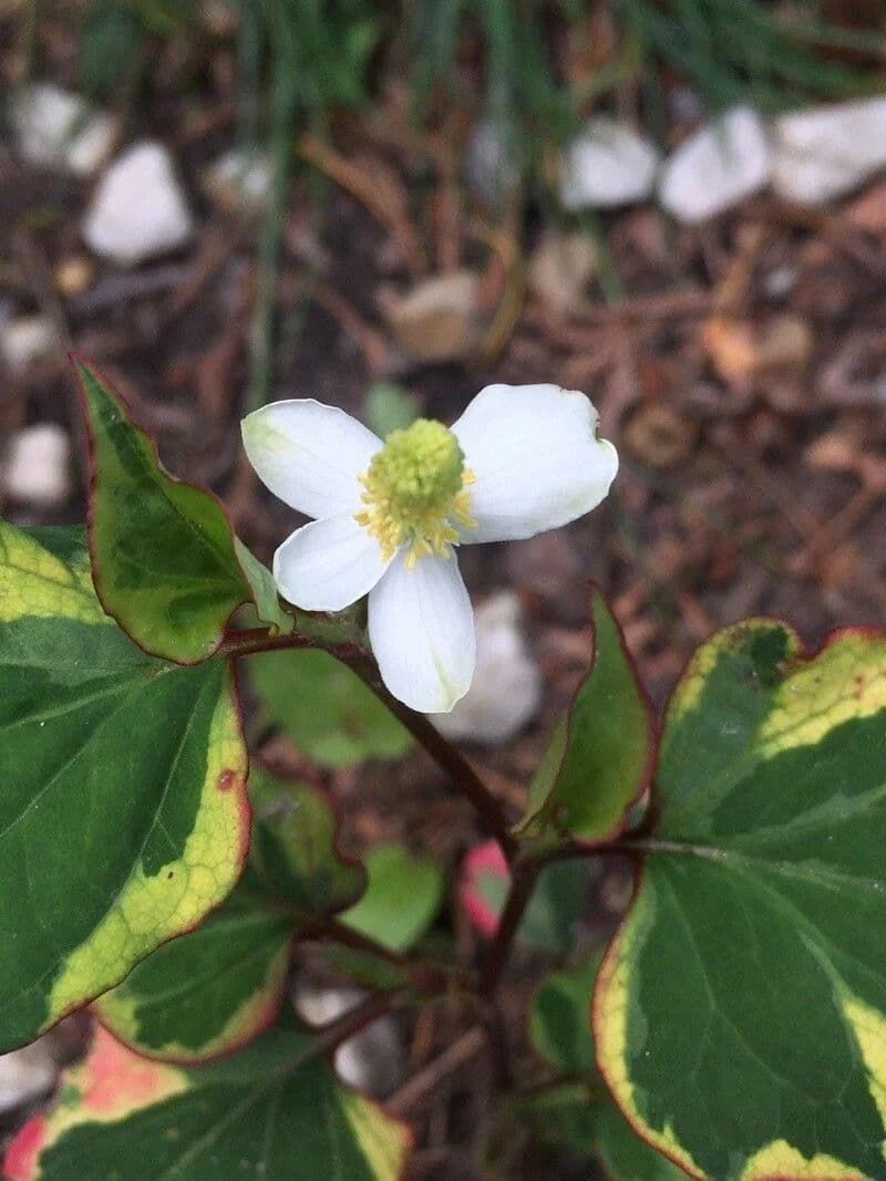 Houttuynia Cordata