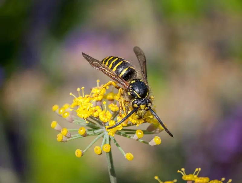 Hoverflies