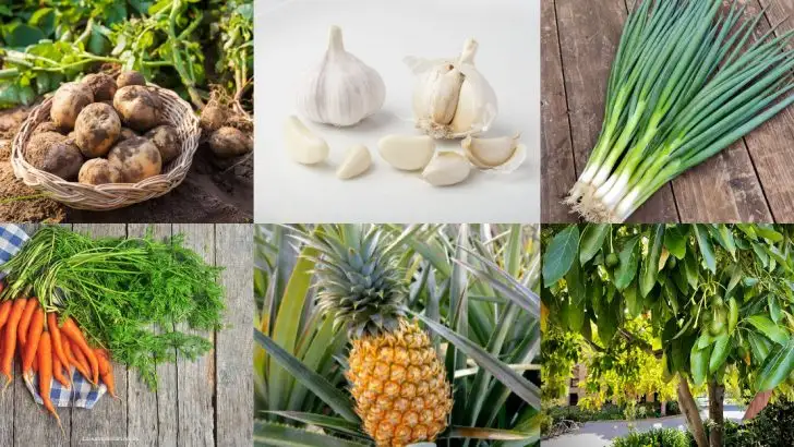 How to Fill an Entire Garden Using Just Grocery Store Finds