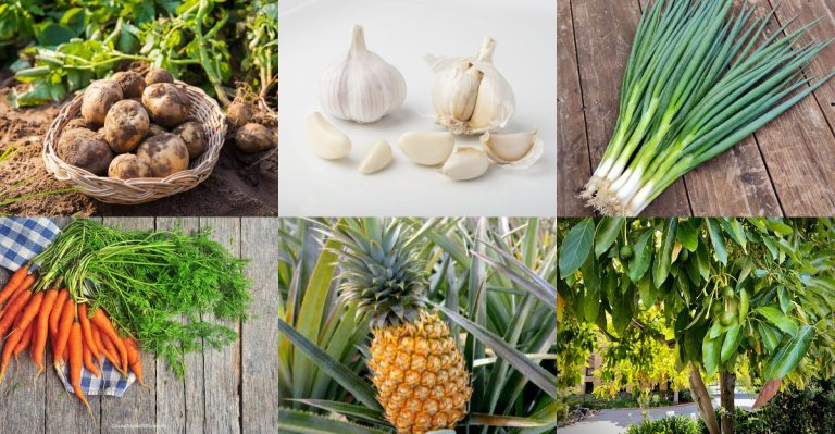 How to Fill an Entire Garden Using Just Grocery Store Finds