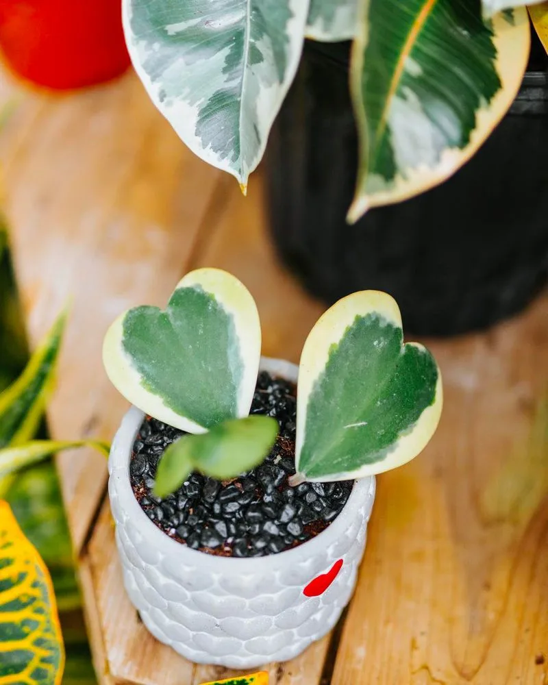 Hoya Kerrii