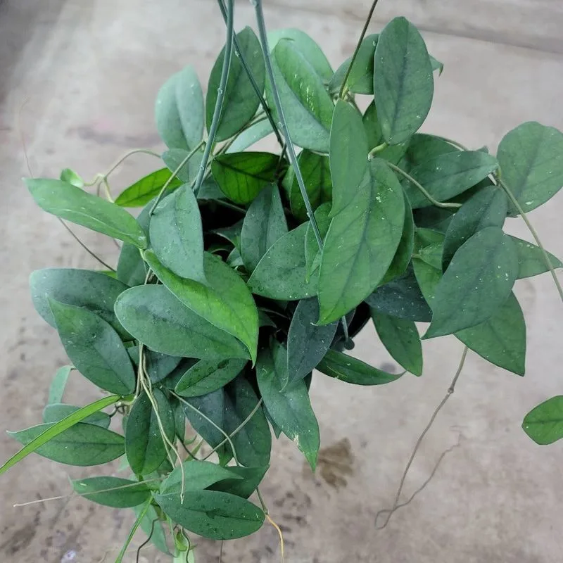 Hoya
