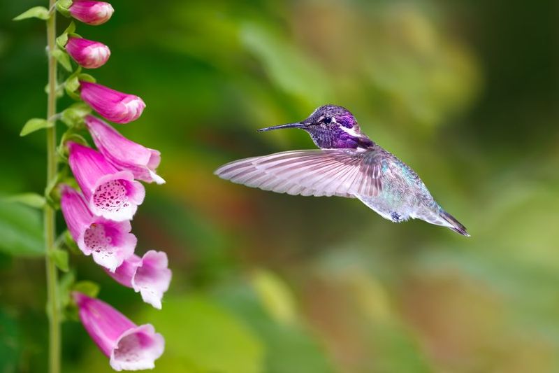 Hummingbird Havens