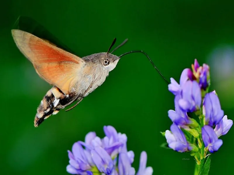 Hummingbird Hawk-Moth