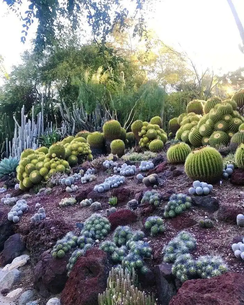 Huntington Library's Desert Garden