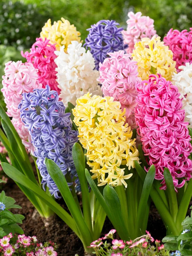 Hyacinths