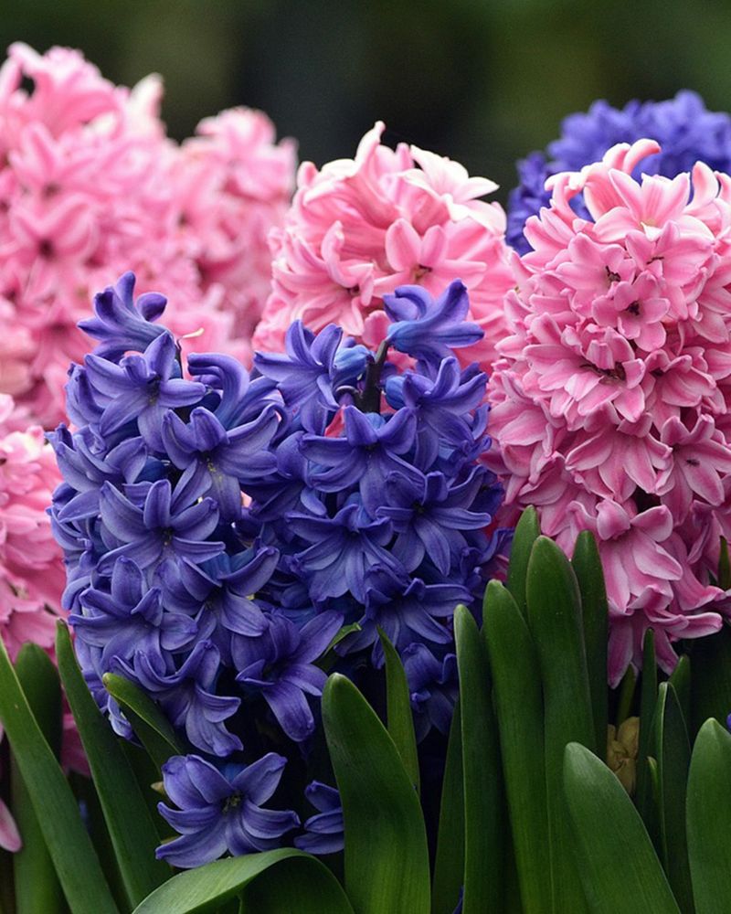 Hyacinths (Next Year)