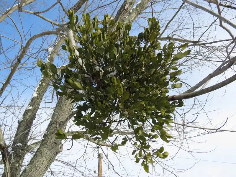 Mistletoe