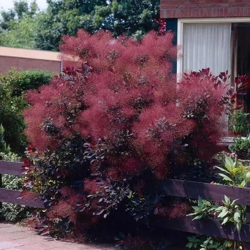 Purple Smoke Bush