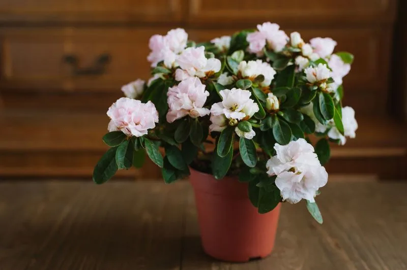 Rhododendron