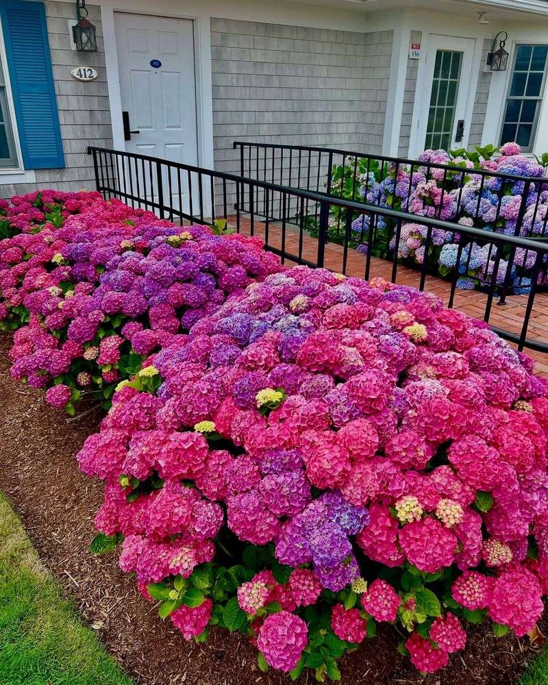 Hydrangea