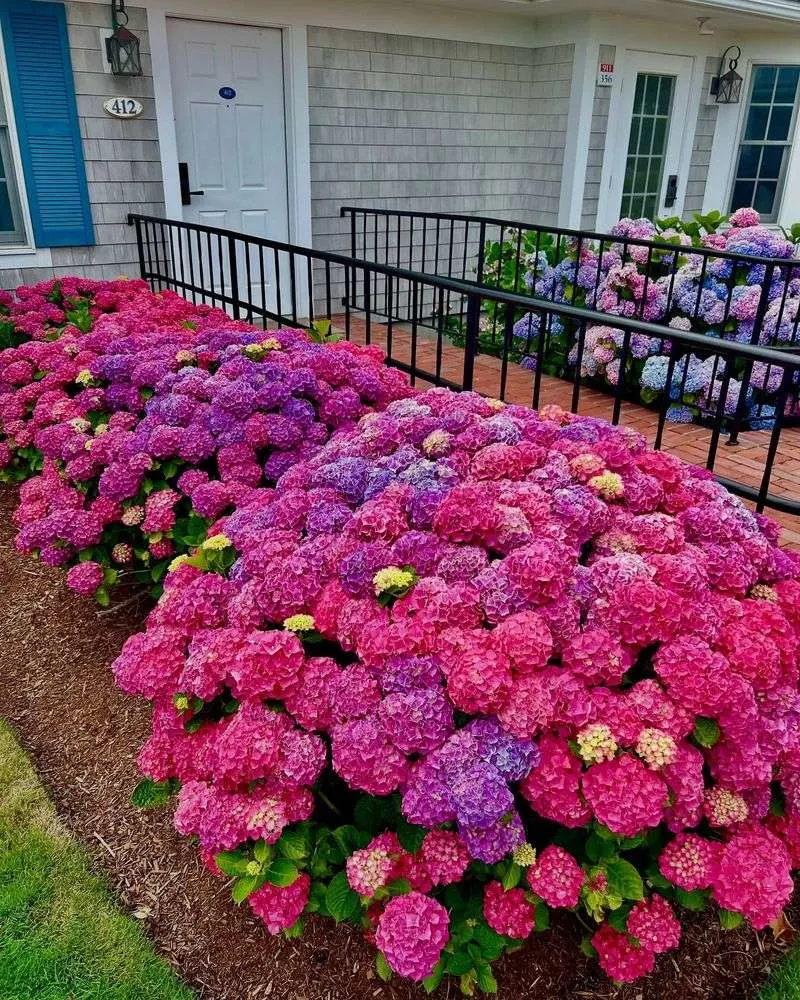Hydrangea