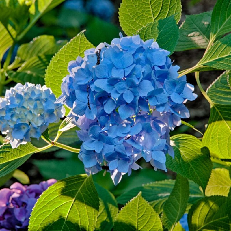 Hydrangea