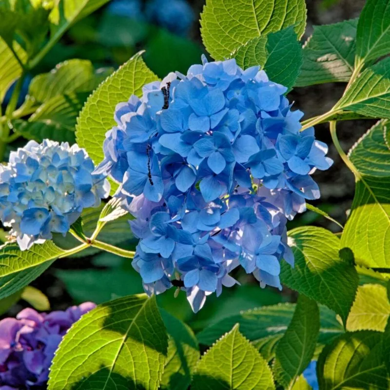 Hydrangea