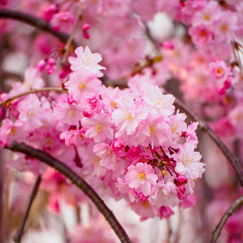 Cherry Blossom