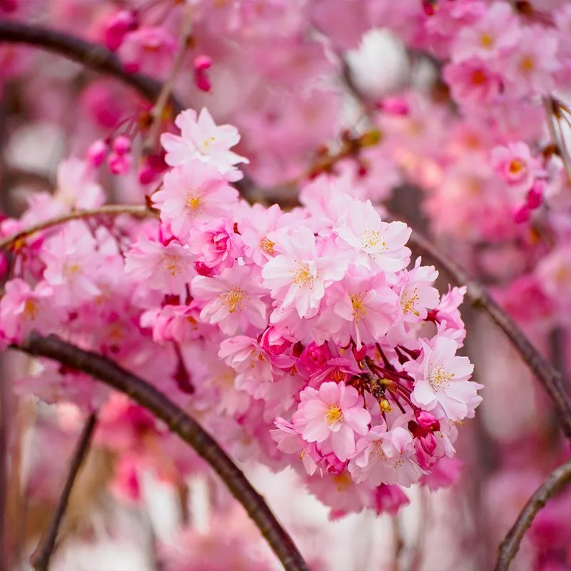 Cherry Blossom