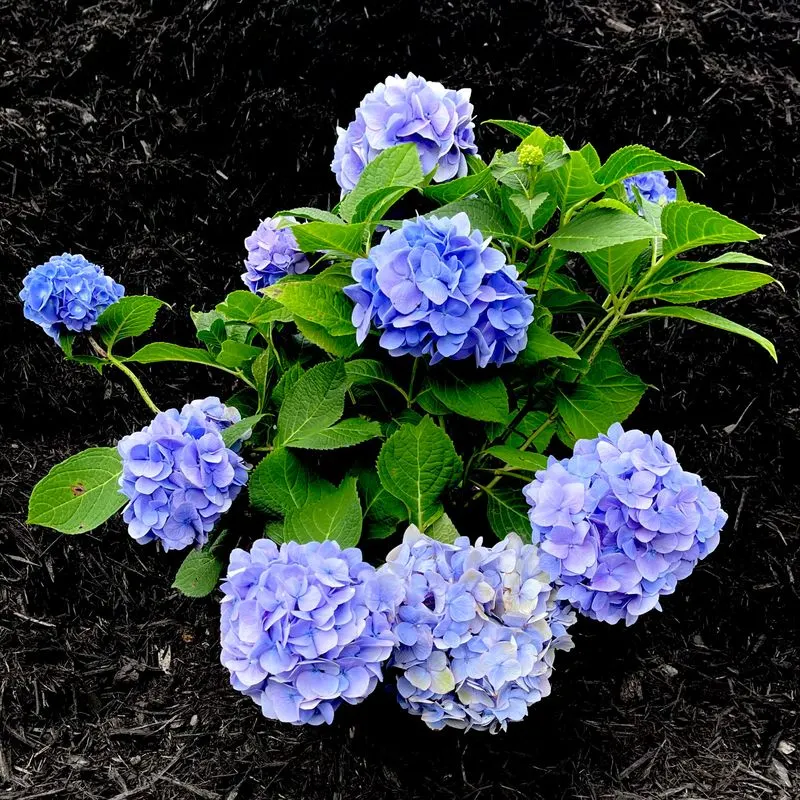 Hydrangea