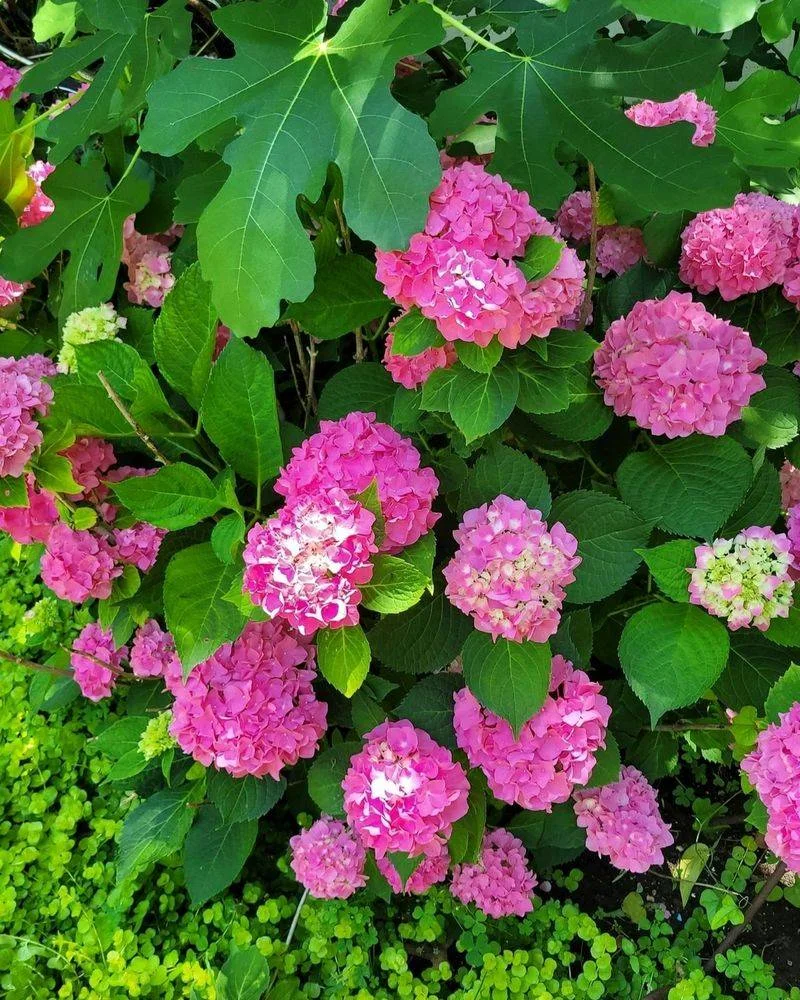 Hydrangea