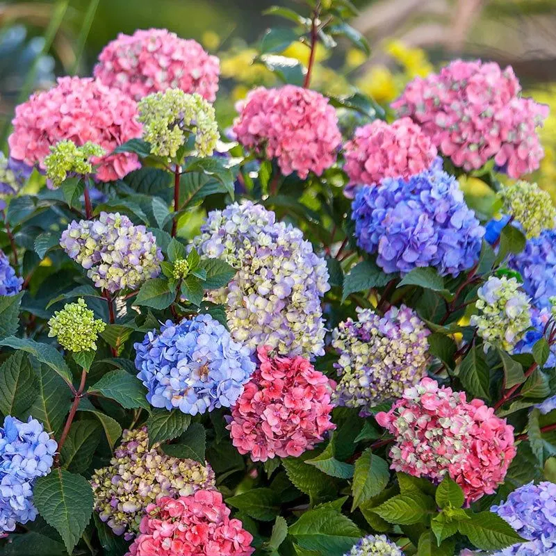 Hydrangea