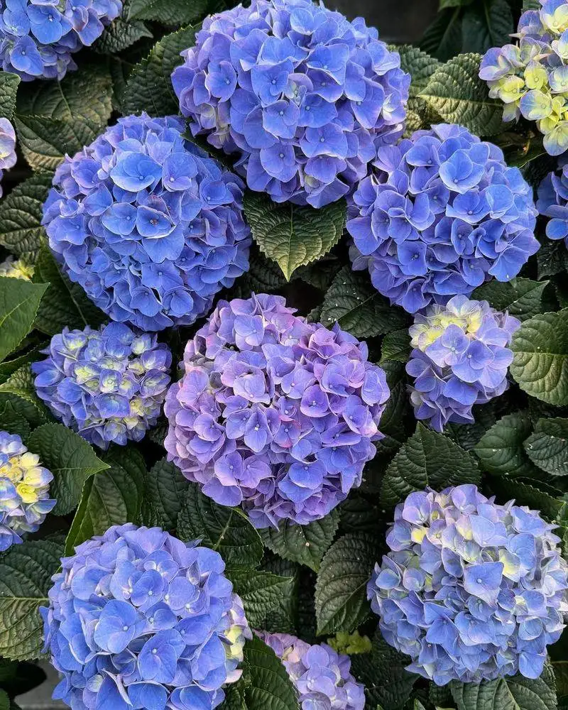 Hydrangea Harmony