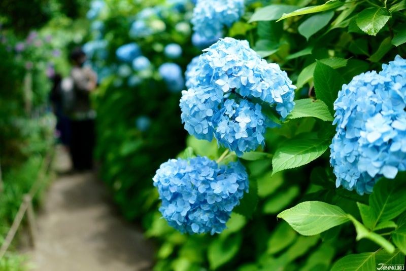 Hydrangea Hill