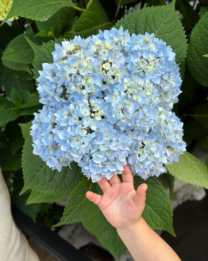 Hydrangeas