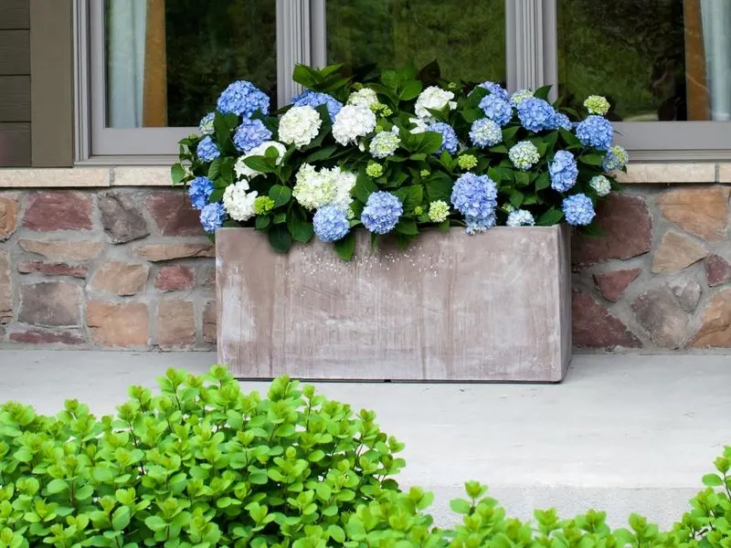 Hydrangeas and Boxwood