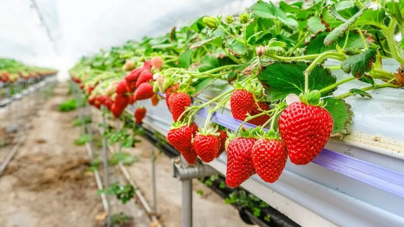 Hydroponic Systems