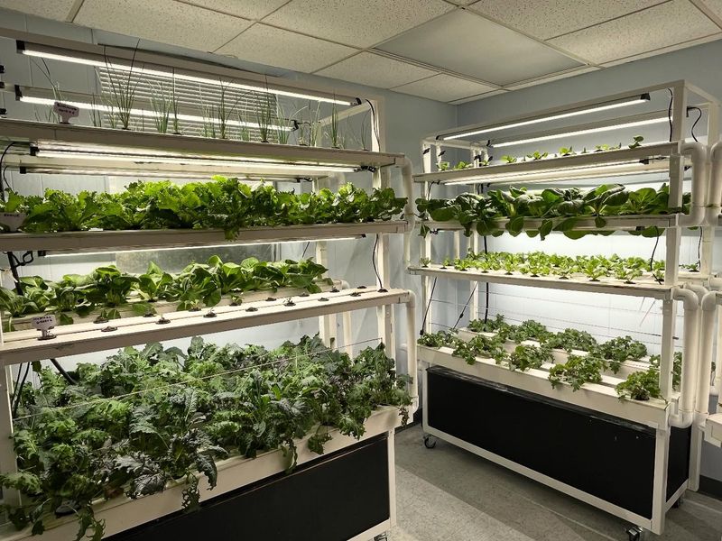 Hydroponic Systems