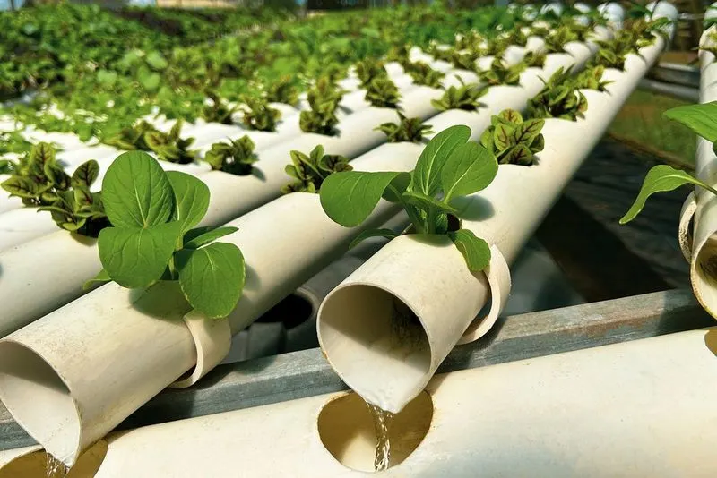 Hydroponics